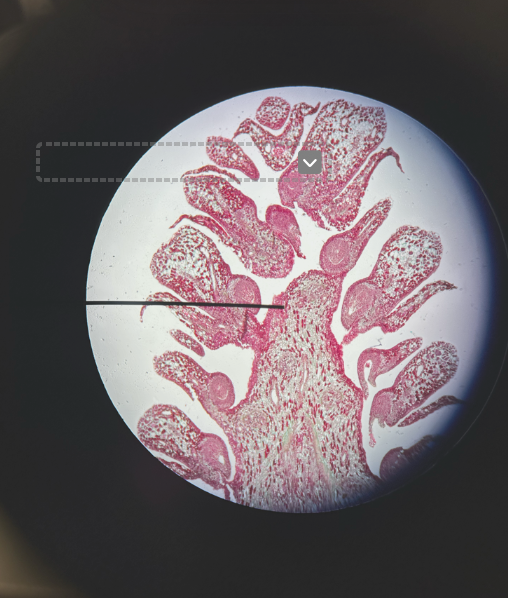 <p>sporophyte </p>