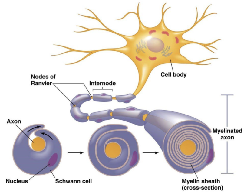 <p>insulates regions of the axon</p><p>restricts APs to nodes of Ranvier</p><p>Forces electrotonic spread through internodes</p><p>Best compromise b/w APs and electronic spread [uses both graded (speed it up) and action potentials (reestablish high amplitude)]</p>