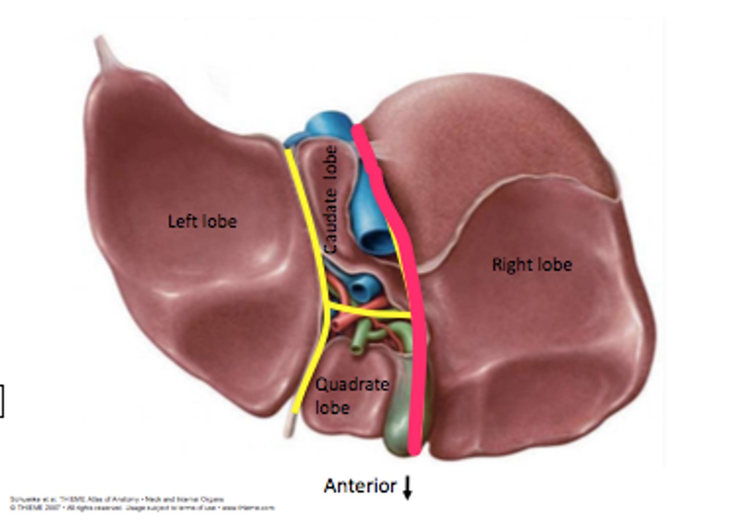 <p>Division</p><p>- right side of the H</p>
