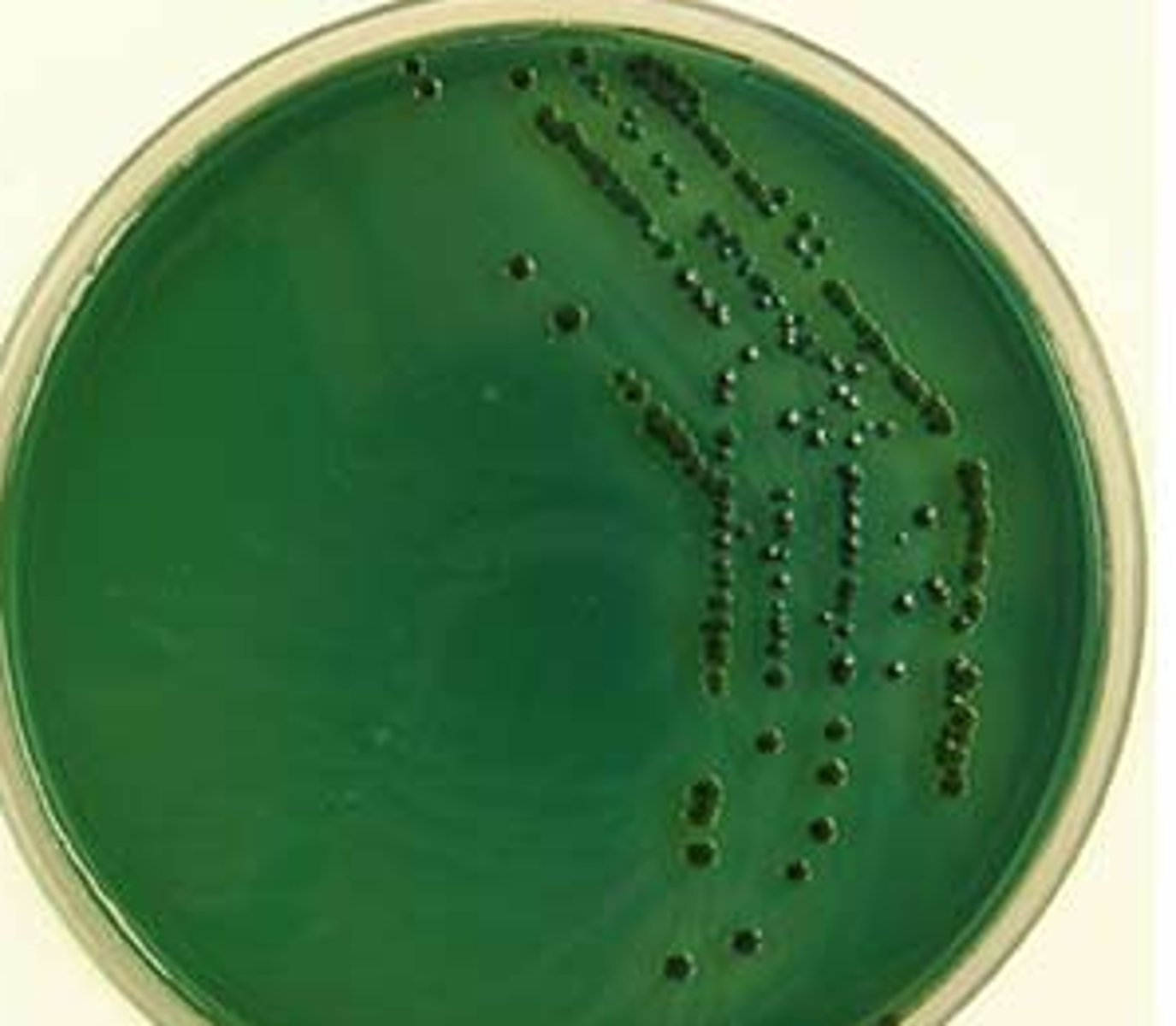 <p>Non-sucrose fermenting</p>