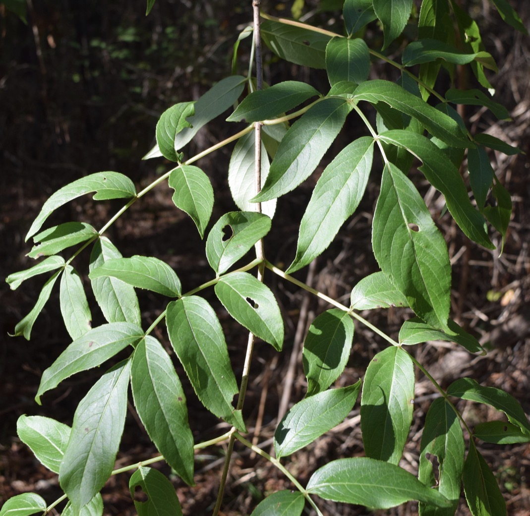 <p>elderberry</p>