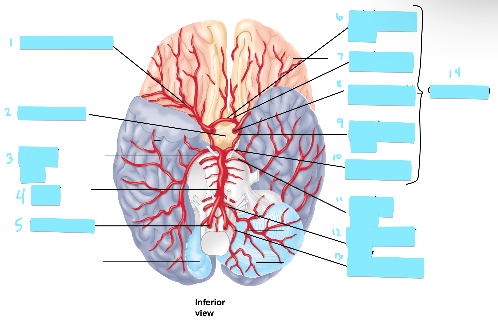 term image