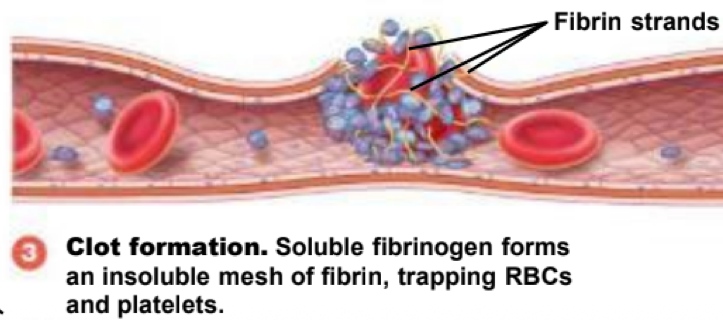 <p>coagulation (step 3) </p>
