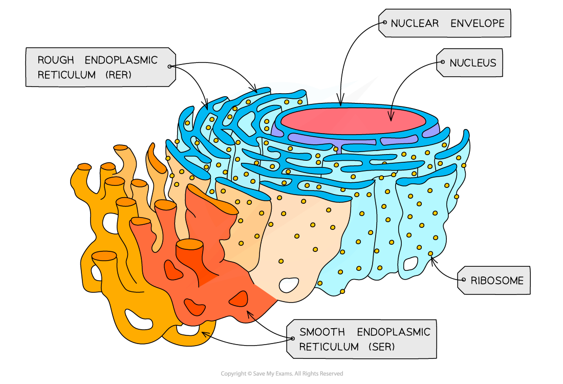 <p>Rough Endoplasmic Reticulum</p>