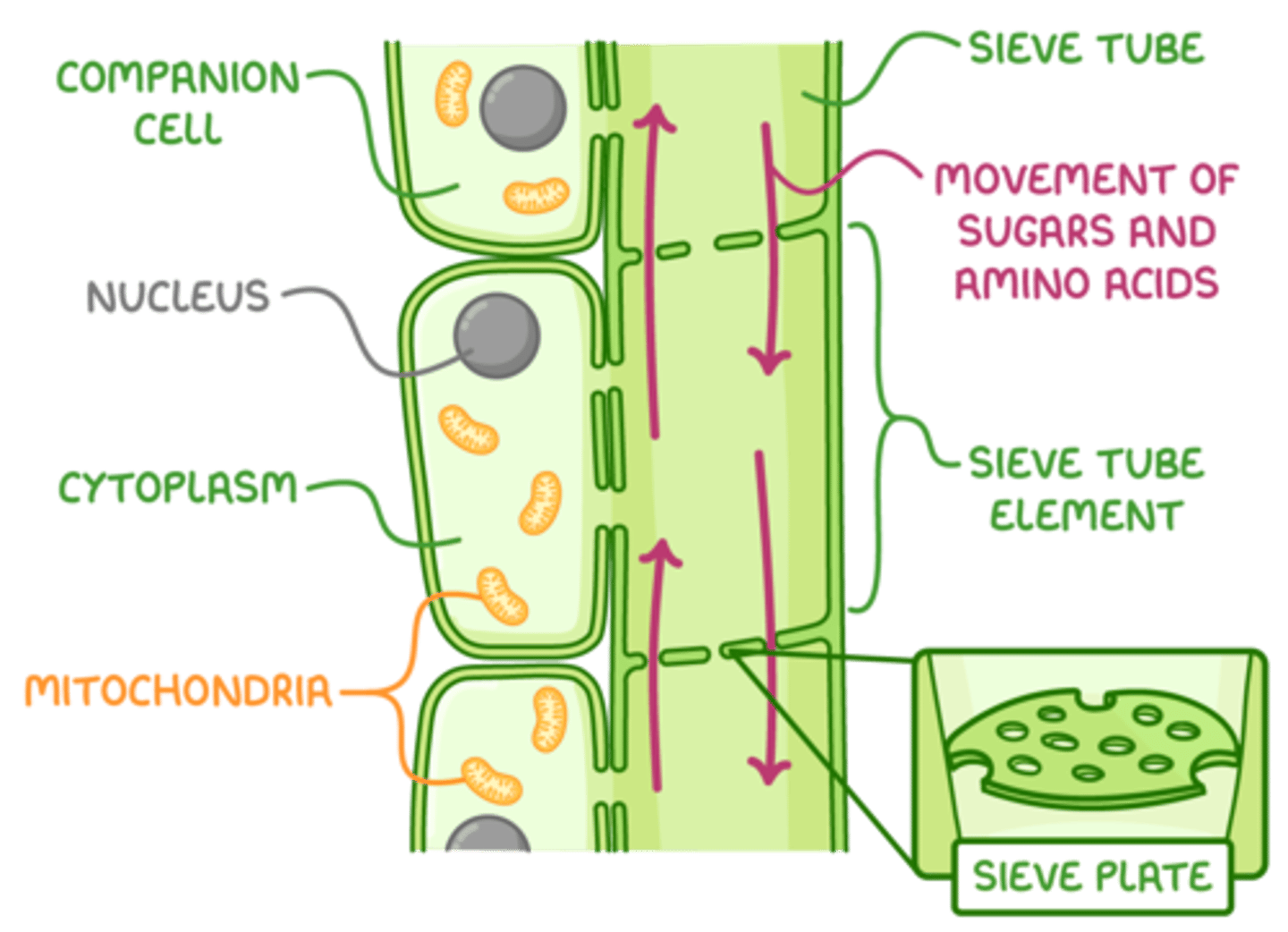 <p>Phloem sieve tube elements are the subunits of the tubes that transport sugar-containing sap in plants. They initially have a nucleus but it breaks down, so sap can flow more easily. However, they are supplied with proteins by adjacent companion cells, which have a nucleus and rough ER.</p>