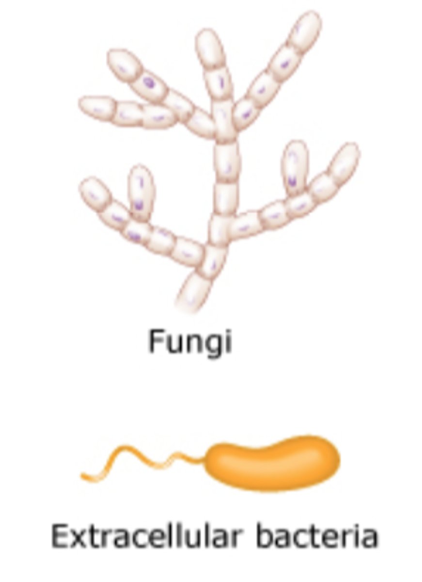 <p>TH17 cells</p>