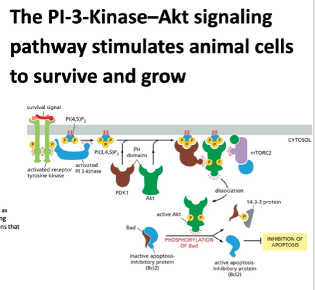 <p>this promotes cell survival and it is activated by a RTK.</p><p>phosphorylates an inositol phospholipid that is embedded in the cytosolic side of the plasma membrane. this attracts intracellular signaling proteins that have a special domain that recognizes them.</p><p>Akt is a protein kinase that is released from the plasma membrane and phosphorylates various downstream proteins on specific serines and threonines.</p><p>this promotes cell survival</p>