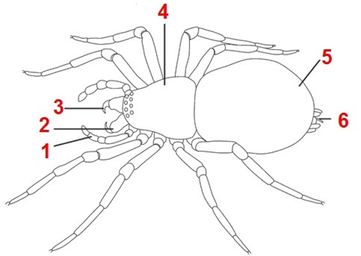 <p>chelicerae</p>