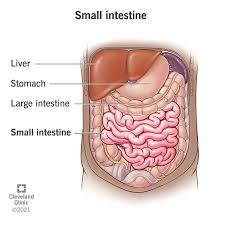 <p>intestines</p>