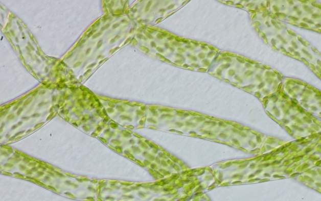 <p>Vad kollar du på, och från vilket fylum? Vad är funktionen av det du kollar på? Ur vilken struktur växer detta? Vilken struktur utvecklas ifrån detta?</p>