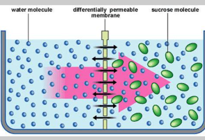 <p>Which type of diffusion is represented?</p>
