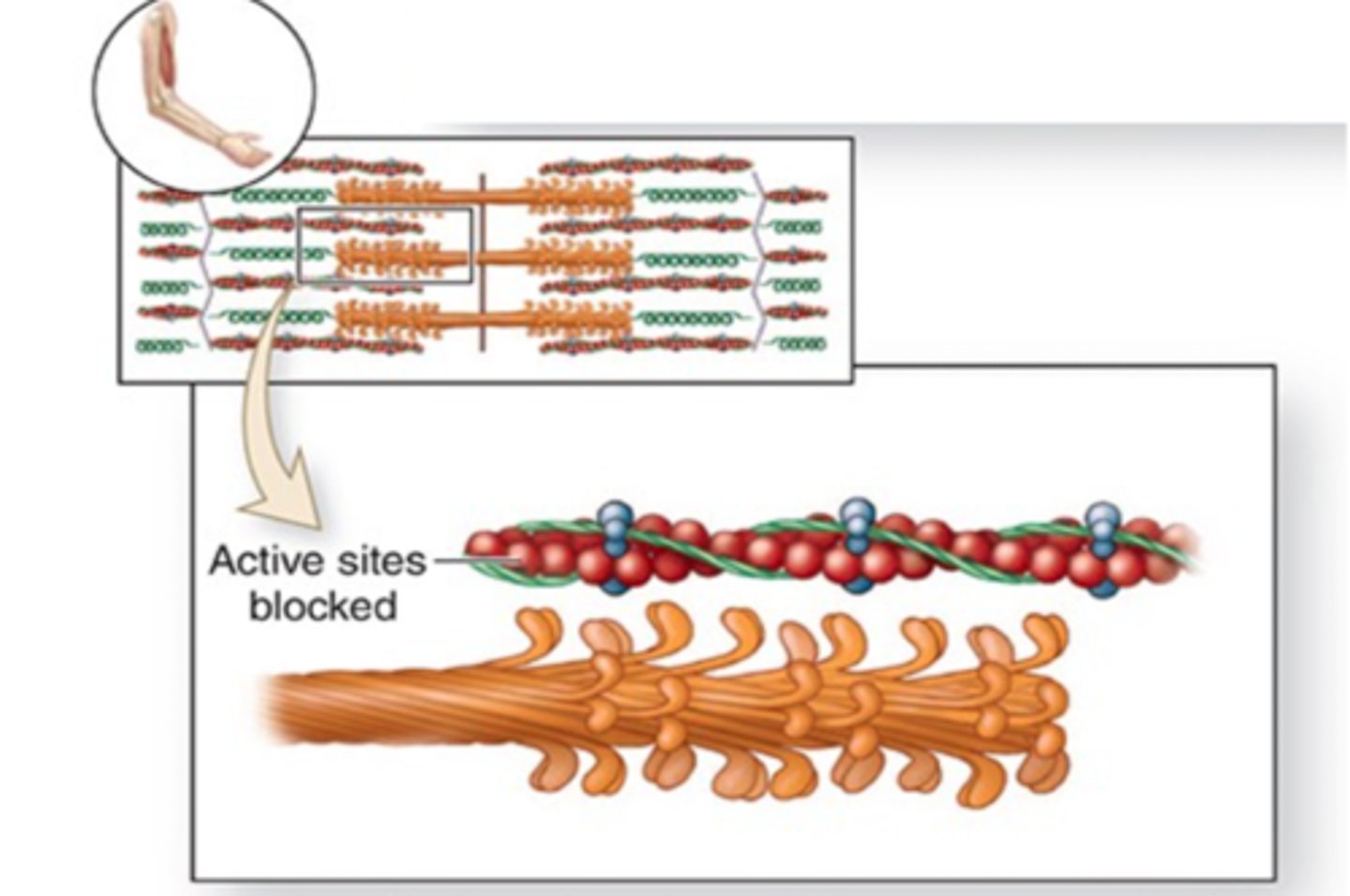 <p>what happens once the muscle impulse stops? (step 5)</p>