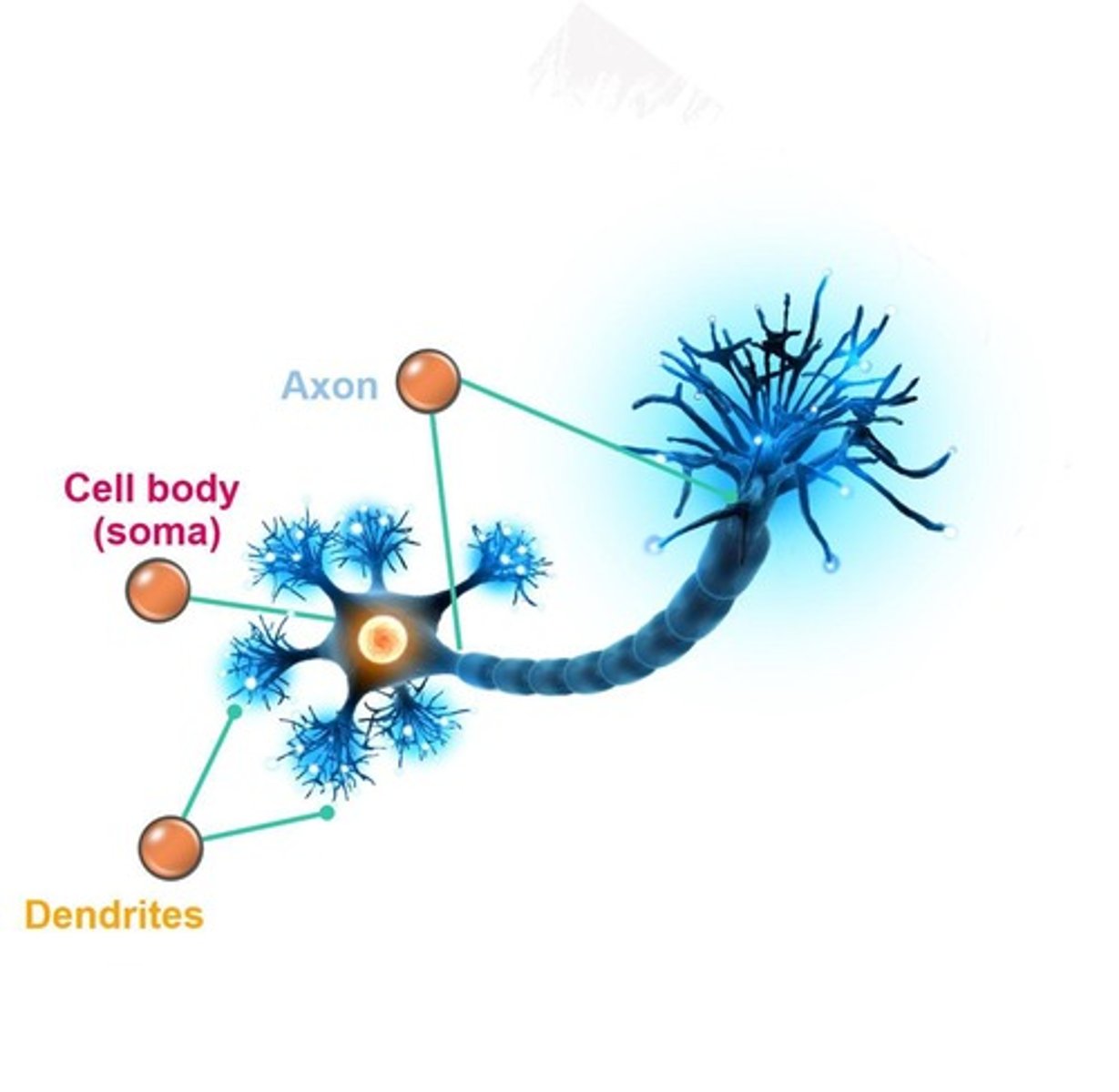 <p>The basic building block of the nervous system that receives and sends messages.</p>