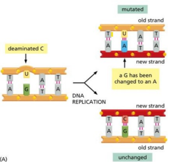 <ul><li><p>The removal of an amino group from a molecule.</p></li><li><p>The loss of the amine (NH2) group from cytosine bases</p></li><li><p>Changes to Uracil (U) – not found in DNA</p></li><li><p>100 bases per cell per day</p></li><li><p>Affects DNA replication</p></li><li><p>Polymerase can mistake uracil for thymidine (T)</p></li><li><p>Causes and G-A switch in the new sequence (incorrect)</p></li><li><p>Can be repaired via<strong> base excision repair (BER)</strong></p></li></ul><p></p>