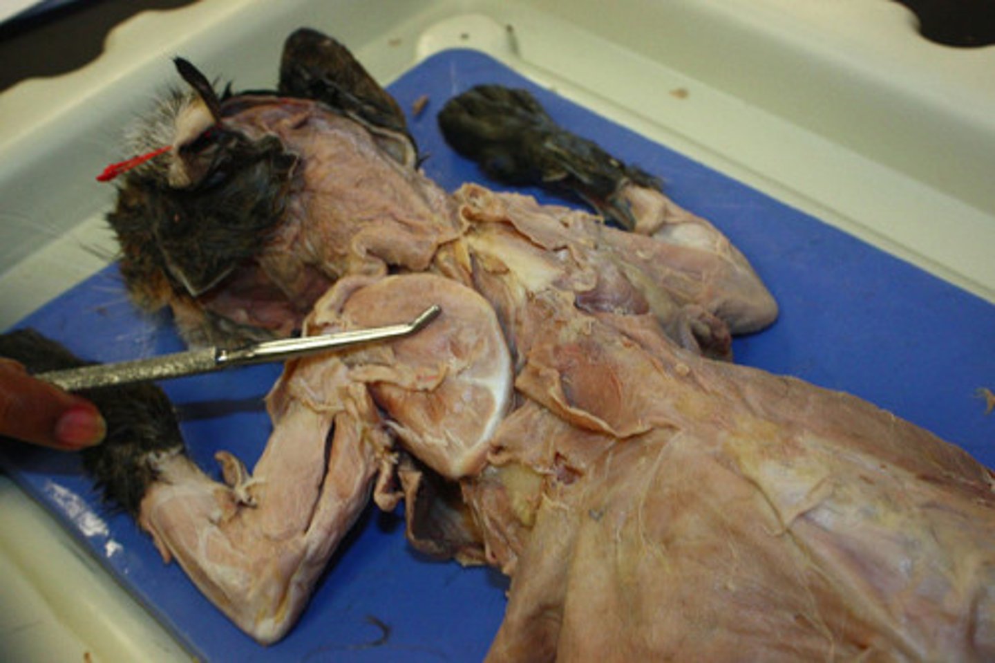 <p>What muscle is this?</p><p>Origin?</p><p>Insertion?</p><p>Action?</p><p>Nerve?</p>