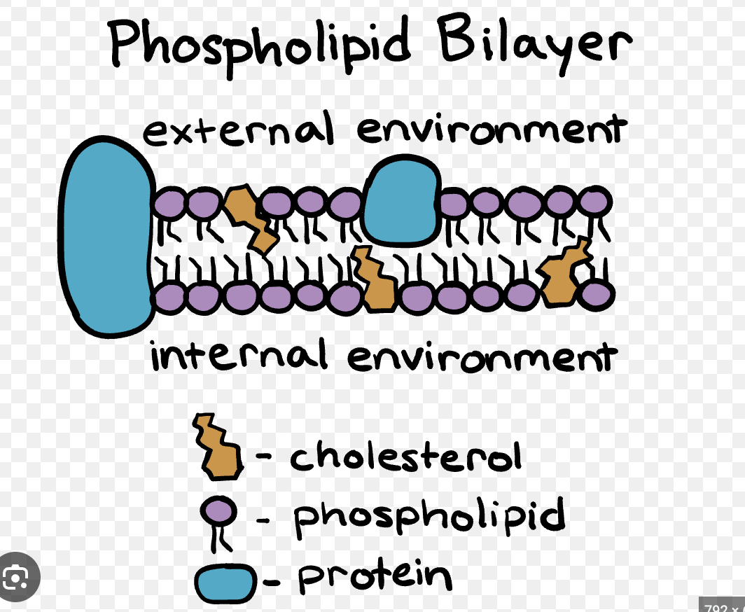 <p>Phospholipid bilayer</p>