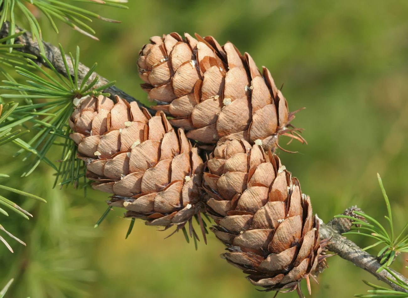 <p>Larix decidua</p>