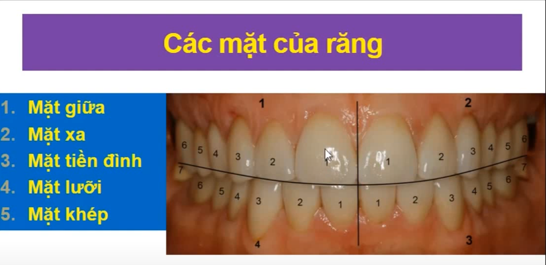 <p>5 mặt răng gồm ? </p>