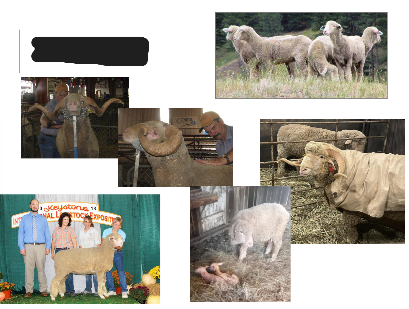 <p>White colored</p><p>Females are polled, but rams usually have long sprial horns</p><p>Fleeces are fine-quality, long staple, fair density, good uniformity, and moderate shrinkage</p><p>Year round breeders</p><p>Acceptable meat conformation</p>