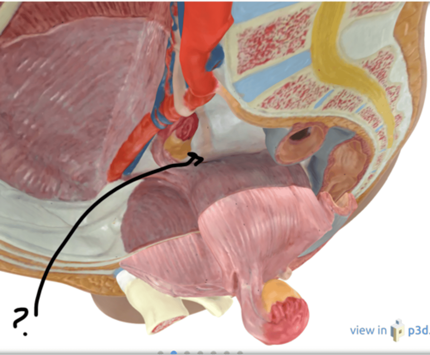 <p>Name this connective tissue</p>