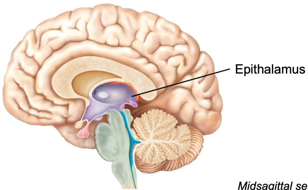1. Forms roof of third ventricle
2. Includes pineal gland
- Secretes melatonin for circadian rhythm