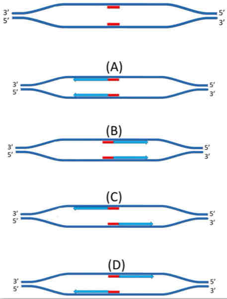 <p>The diagram illustrates the beginning of a replication bubble. Two RNA primers are illustrated in red. Which of the pictures best illustrates how the two primers would be elongated by DNA polymerase?</p><p>A, B, C, D</p>