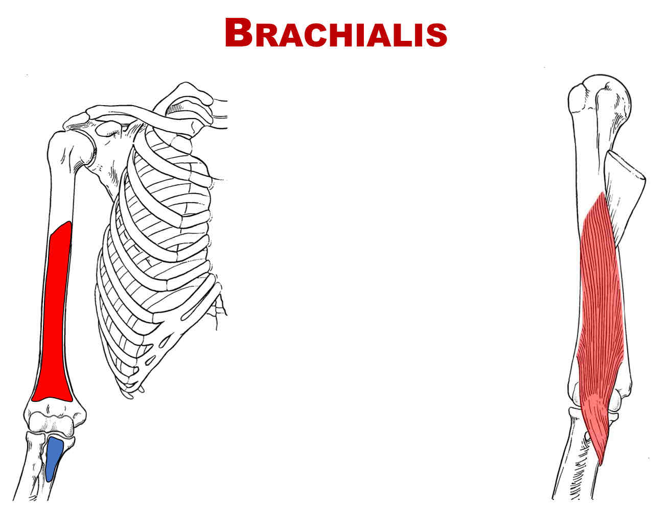 <p>Origin of Brachialis</p>