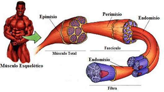 <p>fina camada de tecido conjuntivo que envolve individualmente cada fibra muscular</p>