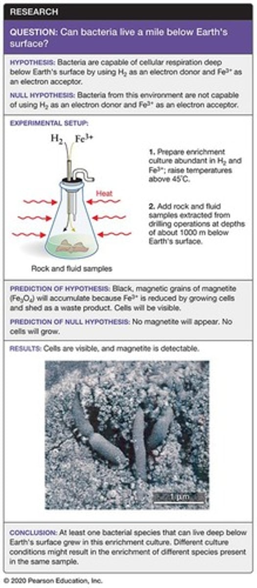 <p>Organisms without a membrane-bound nucleus.</p>