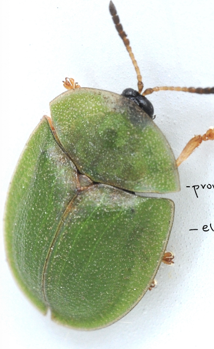 <p>can completely protect their legs and antennae from ant attacks as they have shield like elytra and pronotum to cover</p>