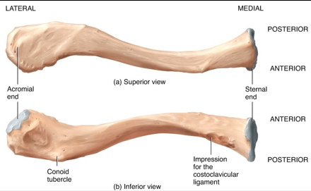 <p><u>The Shoulder Girdle:</u> </p><ul><li><p>What does the <u>medial end</u> of the <strong>clavicle</strong> articulate with? </p></li><li><p>What does the <u>lateral end</u> of the <strong>clavicle</strong> articulate with?</p></li></ul><p></p>