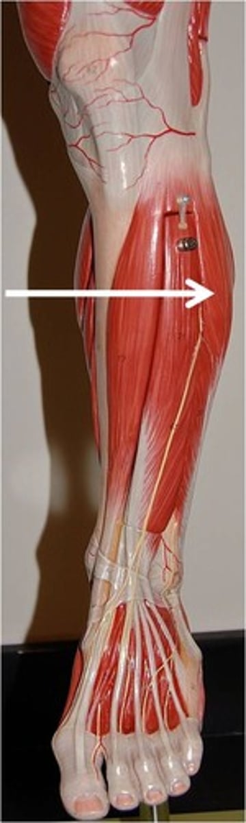 <p>Eversion of foot Plantar flexion at ankle</p>