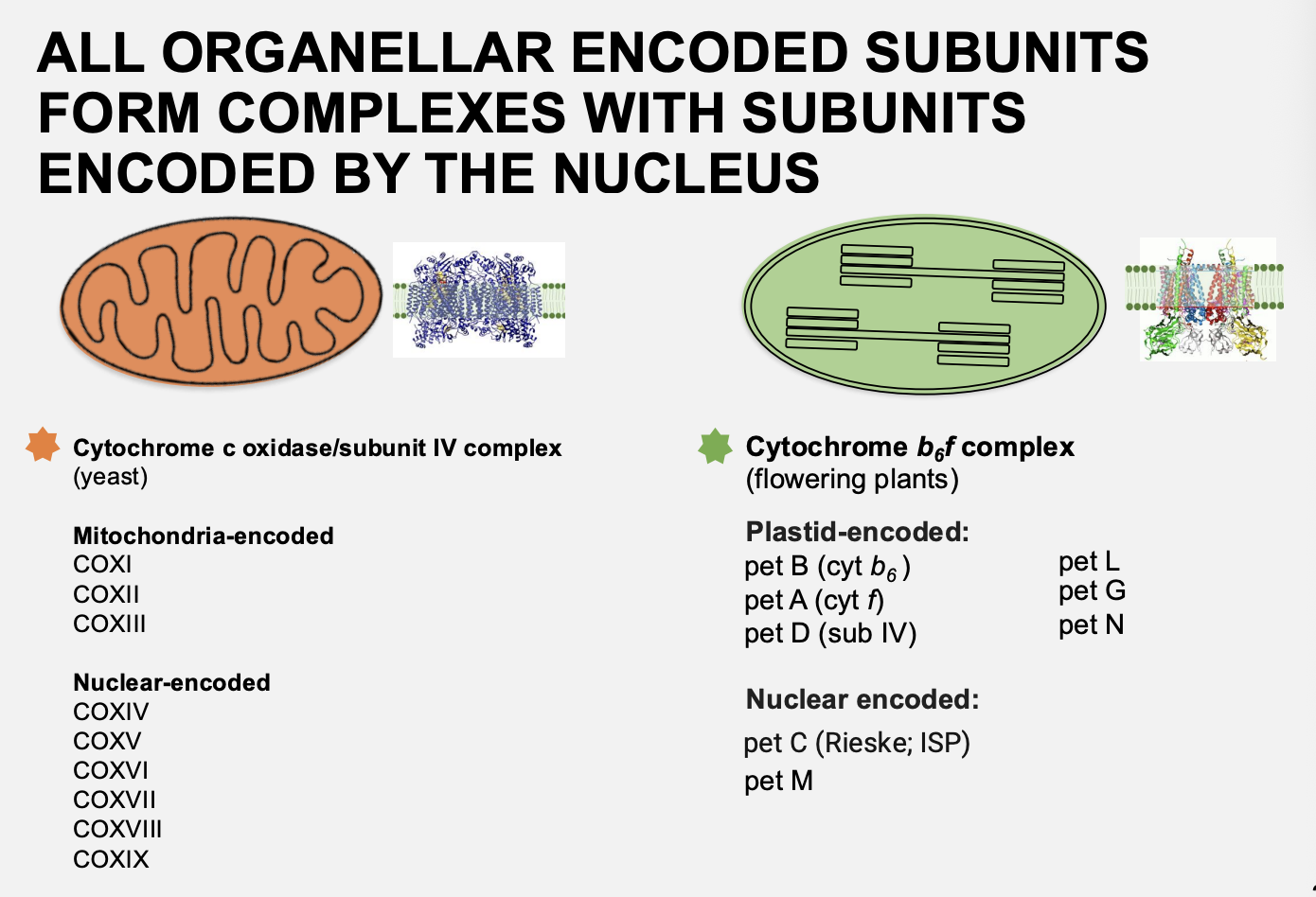 <ul><li><p>Both the organelles and the nucleus</p></li><li><p>e.g mitochondrial→ cytochrome c oxidase/subunit IV complex</p></li><li><p>e.g Chloroplast→ cytochrome b6f complex</p></li></ul><p><strong>Therefore</strong>: it is important that the ratio of nuclear to chloroplast proteins is correct and coordinated correctly</p>
