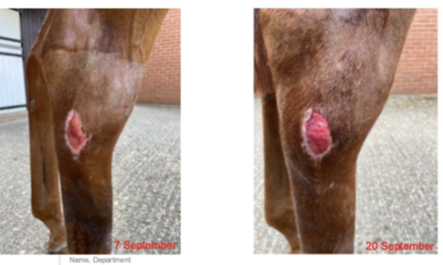 <p>describe this wound and your steps to managing it</p>