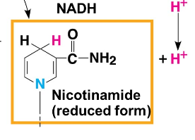 Nicotinamide Reduced Form