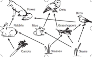 <p><span>in the food web above, if the grains make 4,800 calories, how much reaches the owls?</span></p>