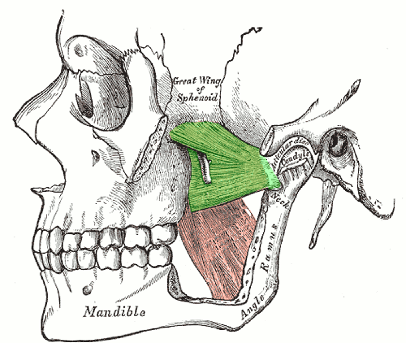 <p>protrudes the mandible, pulls the articular disk forward, and contributes to lateral (side to side) movement of mandible</p>