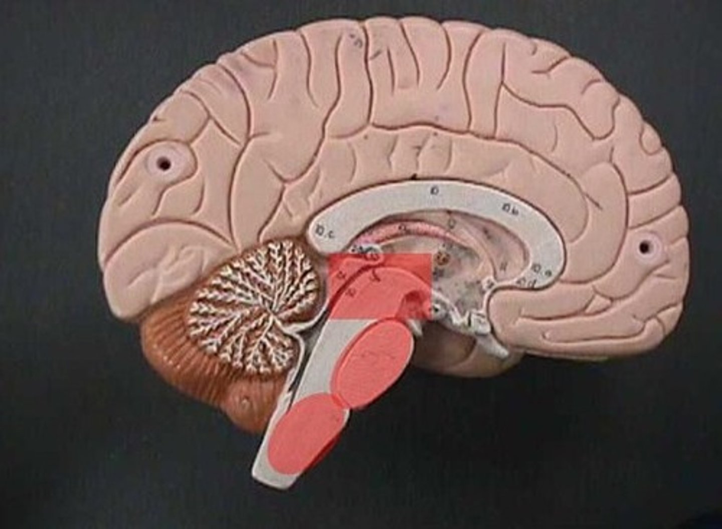 <p>The process in which the left and right hemispheres of the brain take over a dominant role for certain mental functions. E.g. the left hemisphere for language. Lateralisation occurs at age 2.</p>