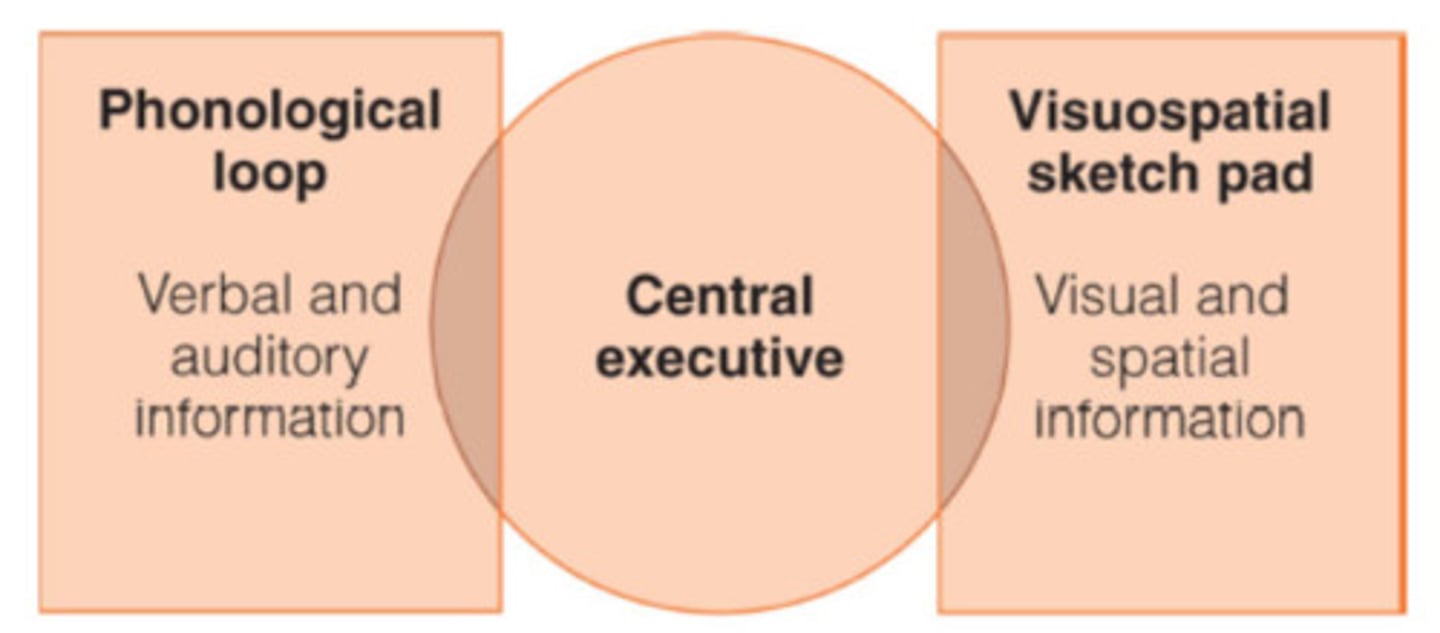 <p>-high construct vadility:<br>it has higher construct vadility than the MSM as it explores short term memory in detail and explains why we are able to do more than one short term memory task at once<br><br>-Application:<br>it was used in alloway(2006)<br>ADHD can relate to impairments with the WMM.We can develop methods to help focus on the task at hand i.e break instructions into individual steps</p>