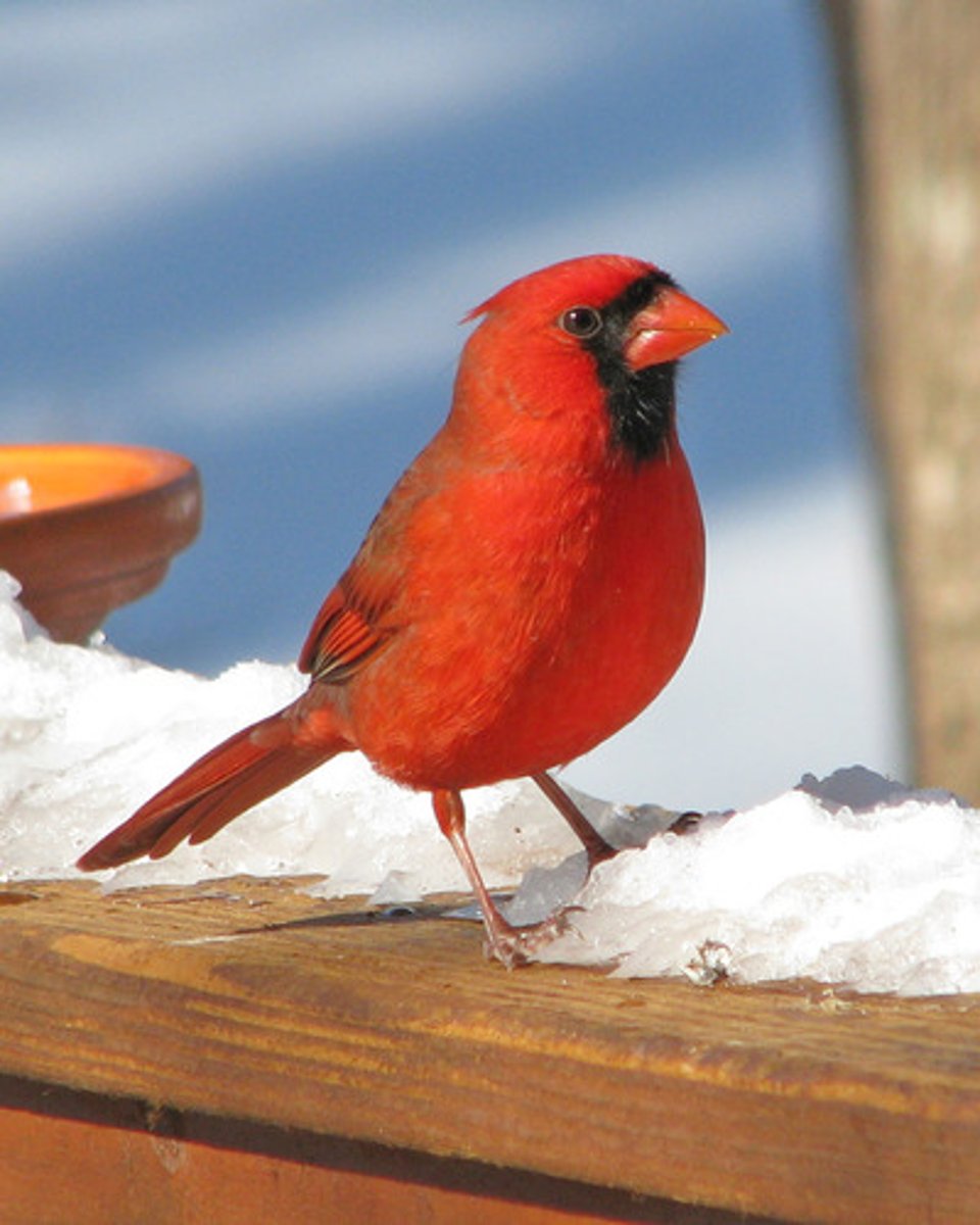 <p>bird</p>