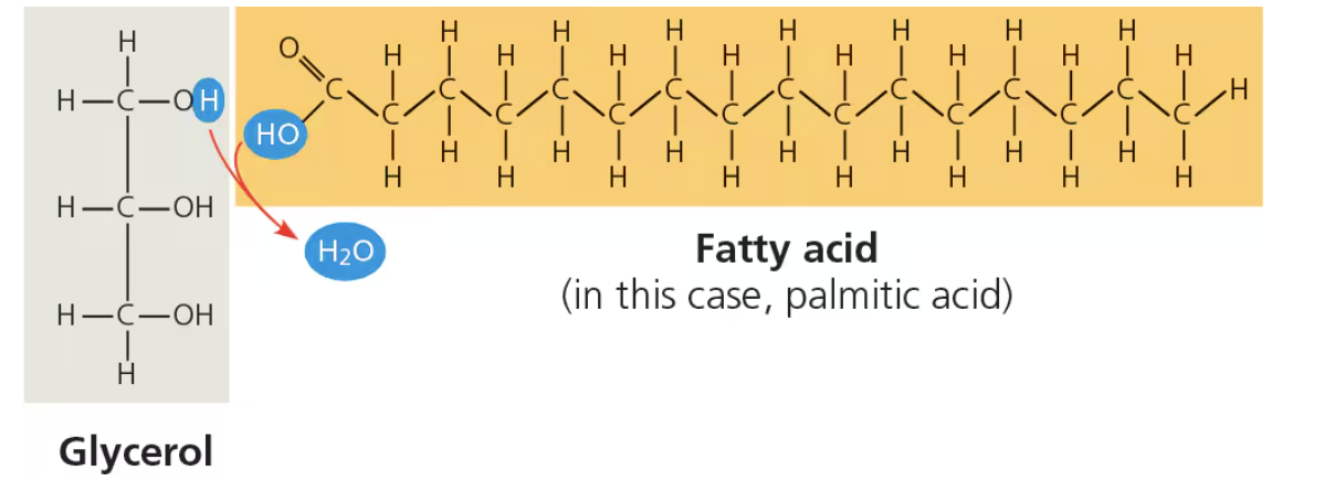 <p><span>a carboxylic acid with a long carbon chain (usually 16-18 carbon in length)</span></p><ul><li><p><span>Fatty acids vary in length and in the number and location of double bonds</span></p></li></ul><p></p>