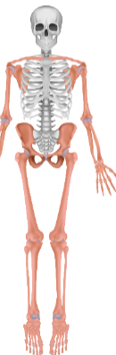 <p>Appendicular skeleton</p>