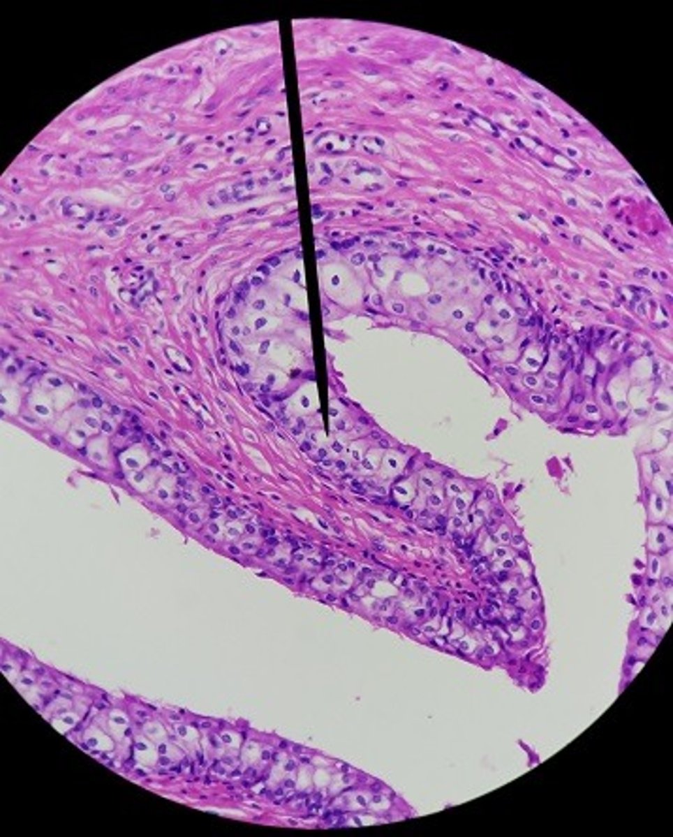 <p>Identify the tissue.</p>