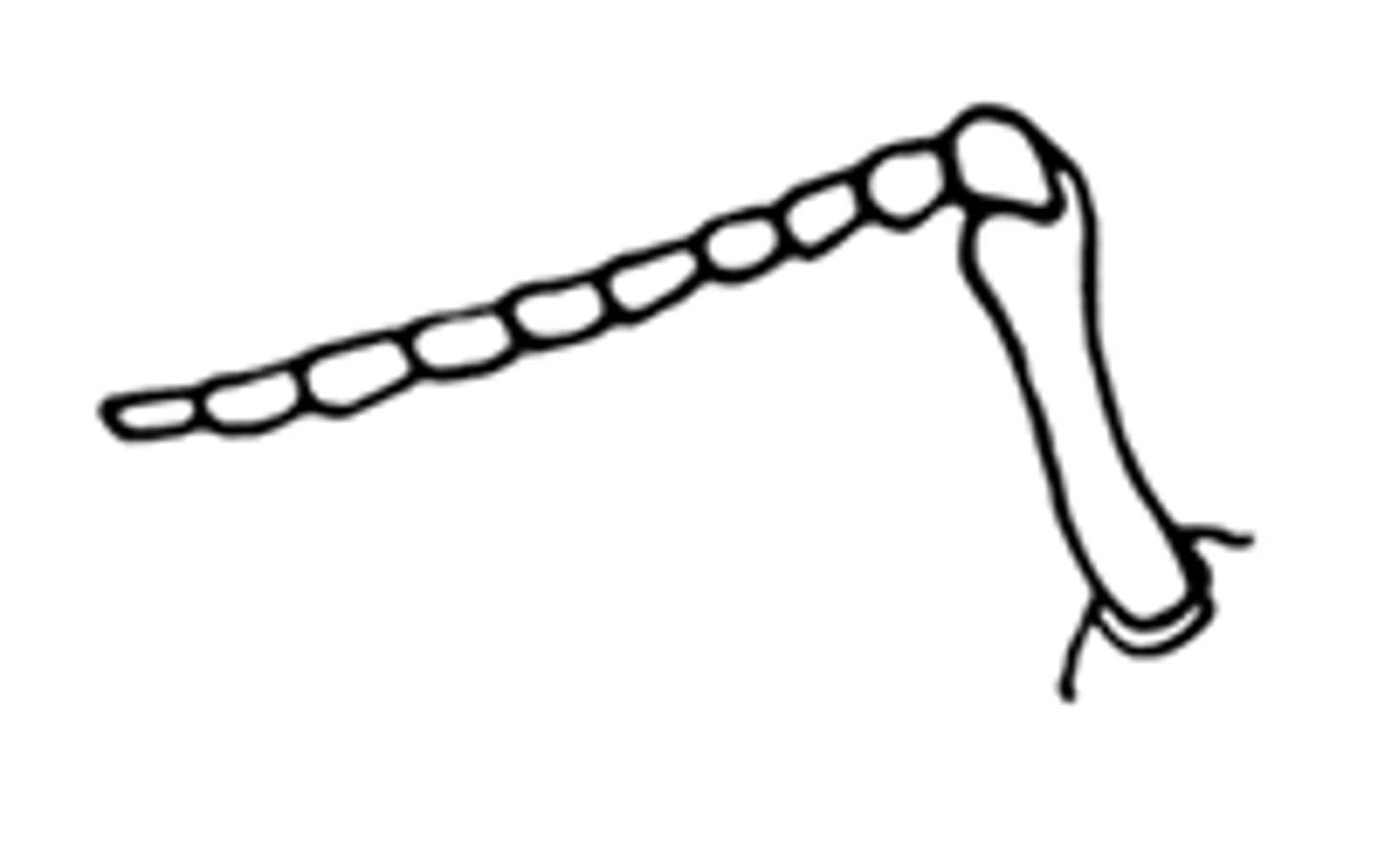 <p>geniculate antennae / elbow-shaped</p><p>Used to smell, touch, feel, and communicate</p>