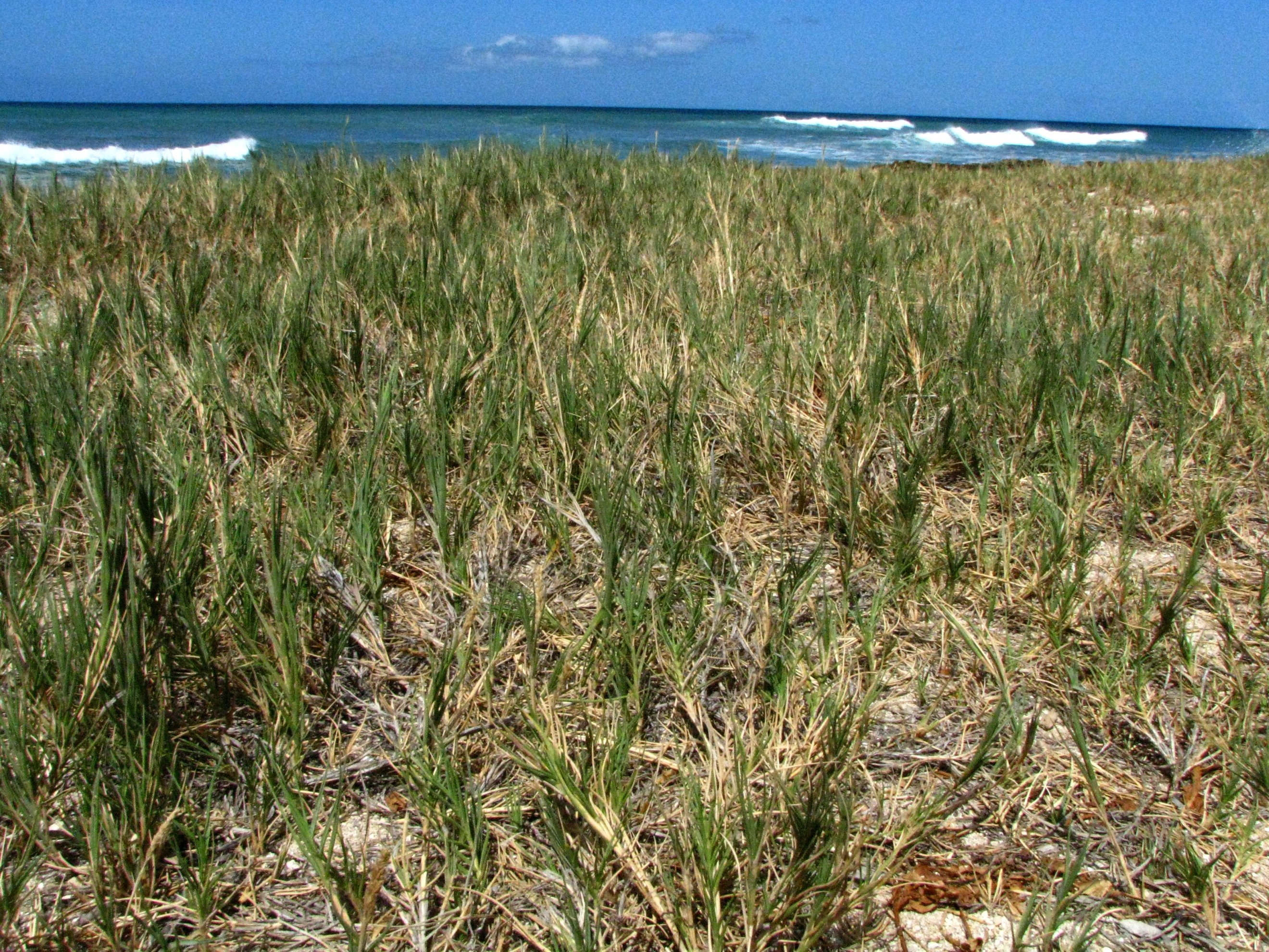 Seashore dropseed