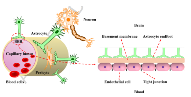 <ul><li><p>This efficient barrier function belongs to the anatomy. It consists of a basement membrane lined by endothelial cells with tight junction to control the movement of substance.</p></li><li><p>Endothelial cells with tight junction at the bottom, then the basement membrane and then astrocyte endfoot</p></li></ul><p></p>