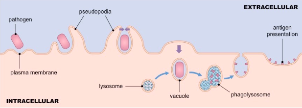 <p>Antigen degradation, antigen processing and antigen presentation onto MHC molecules</p>