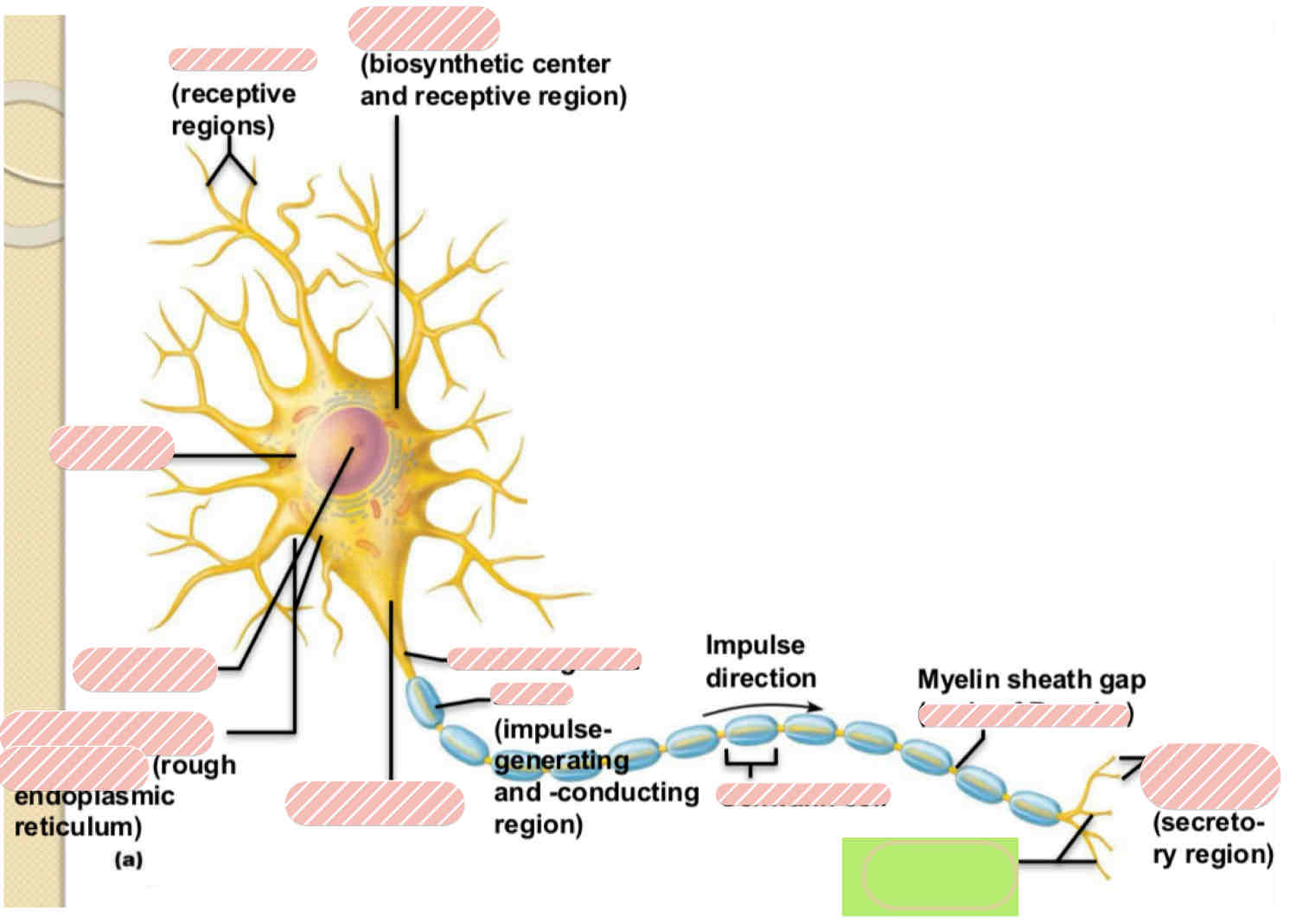 <p><span>Typical Motor Neuron</span></p>