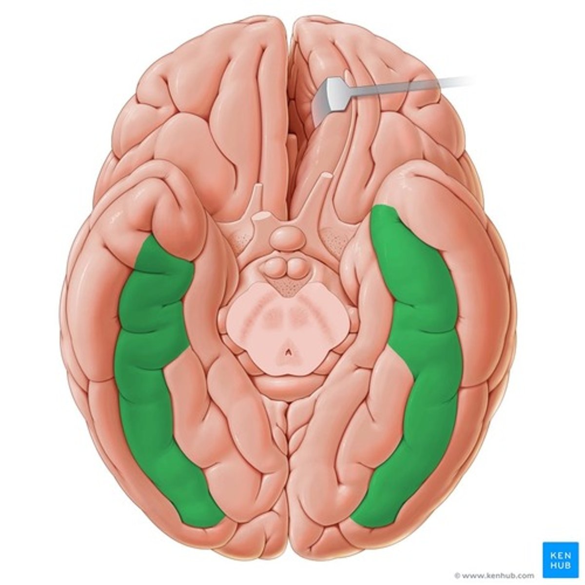<p>-separated from limbic lobe by collateral sulcus</p><p>-partly in temporal and partly in occipital lobes</p>