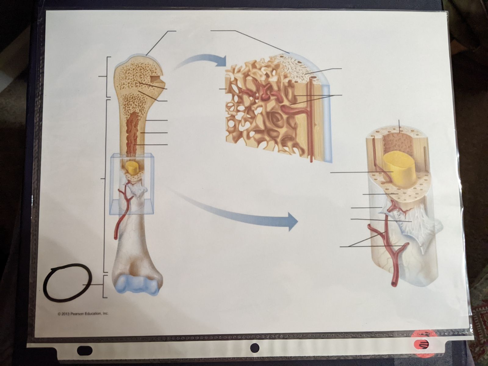 knowt flashcard image